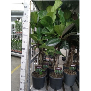 Ficus lyrata