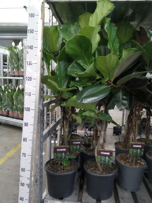 <h4>Ficus lyrata</h4>