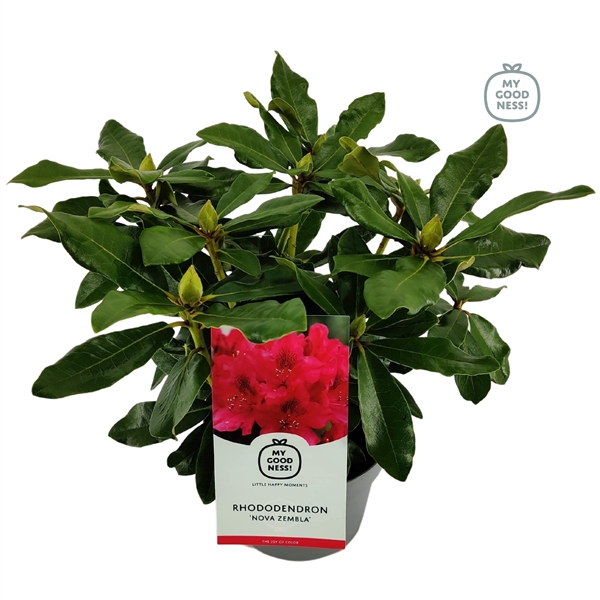 <h4>Rhododendron 30-35 /2 liter 'Nova Zembla'</h4>