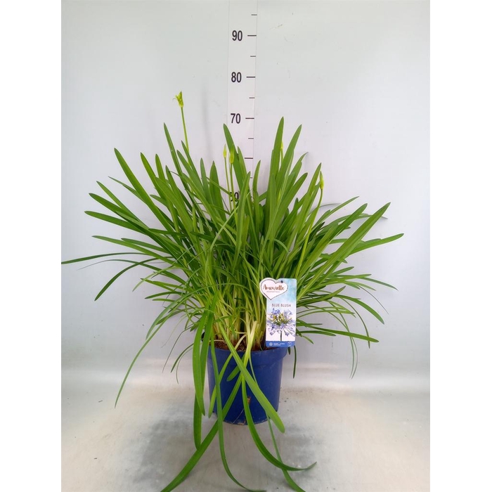 <h4>Agapanthus  'Amourette Blue Blush'</h4>