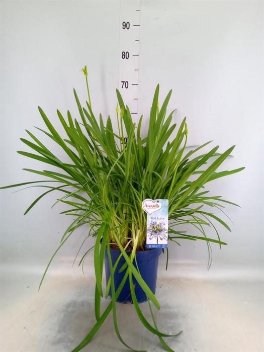 Agapanthus  'Amourette Blue Blush'