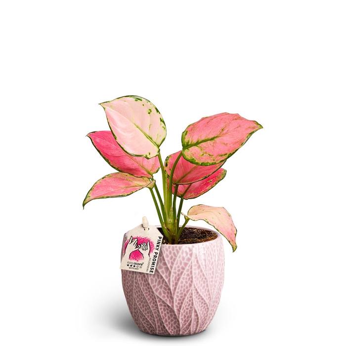 AGLAONEMA COMMUTATUM P10