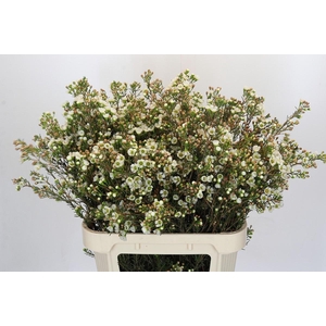 Chamelaucium uncinatum 'Carlys White'