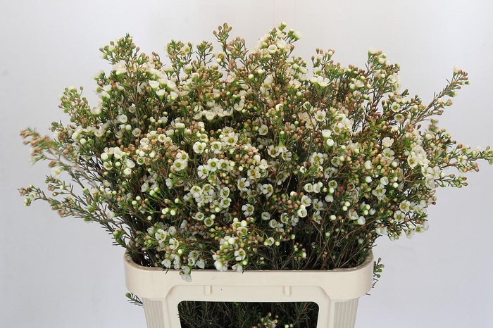 <h4>Chamelaucium uncinatum 'Carlys White'</h4>