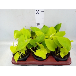 Epipremnum pinn. 'Golden Pothos'