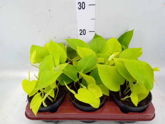 <h4>Epipremnum pinn. 'Golden Pothos'</h4>