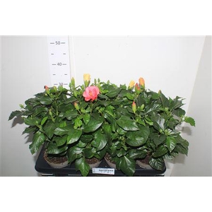 Hibis Sunny Gem 5 Branches