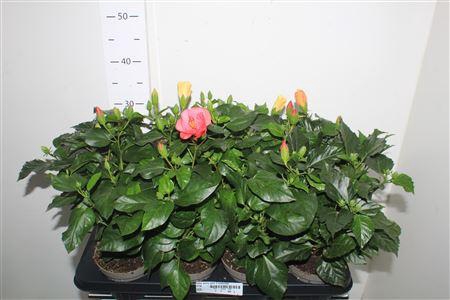 <h4>Hibis Sunny Gem 5 Branches</h4>