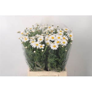 Margriet White Per Stem X25