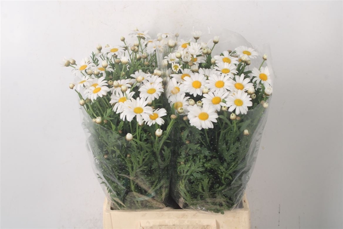<h4>Margriet White Per Stem X25</h4>