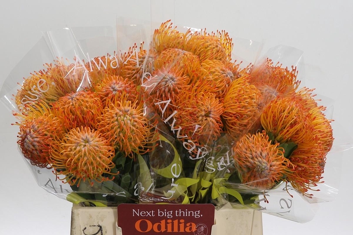 <h4>Nutans Ayoba Sun</h4>