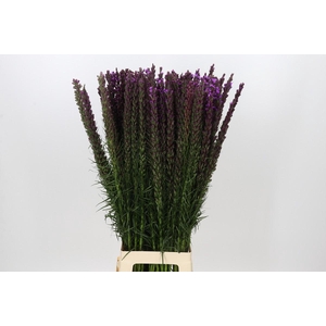 Liatris Callilepis