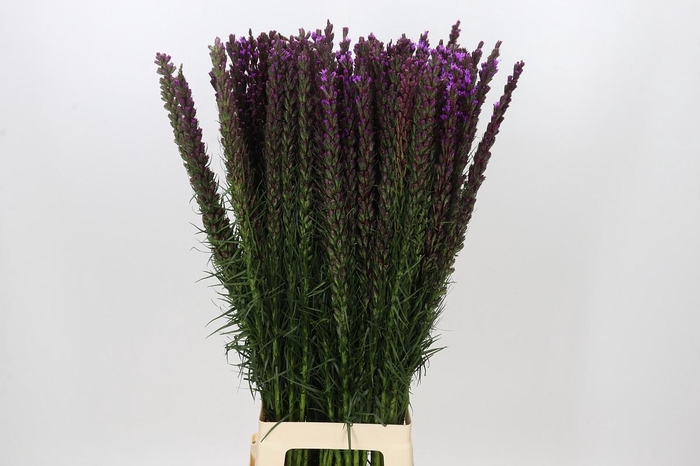 <h4>Liatris Callilepis</h4>