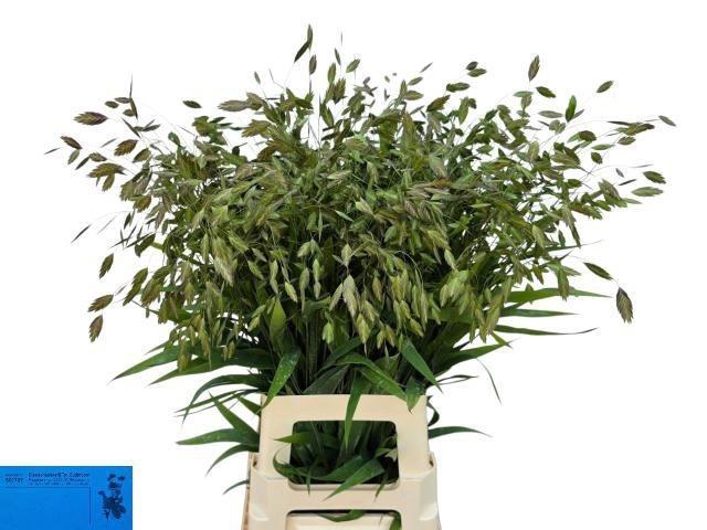 <h4>Chasmanth Latifolium</h4>