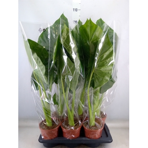 Alocasia macrorrhiza