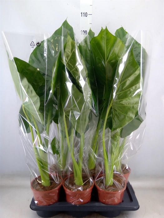 <h4>Alocasia macrorrhiza</h4>