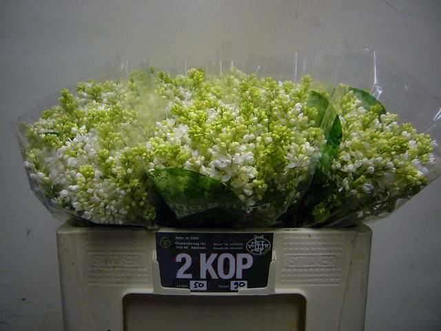 <h4>SYRINGA MME FL STEPMAN 2 KOP</h4>