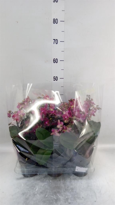 <h4>Phalaenopsis multi. 'Ant Chamonix'</h4>