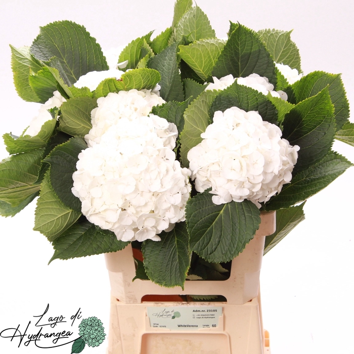 <h4>Hydr Verena White De Munck</h4>