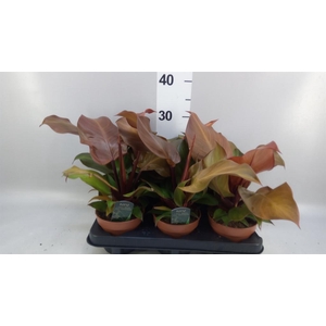 Philodendron   ...