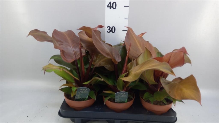 <h4>Philodendron   ...</h4>