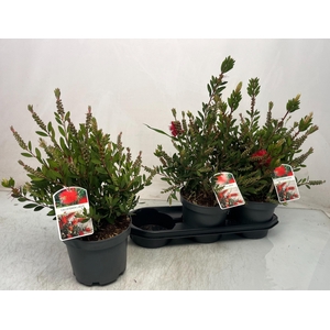 CALLISTEMON CITRINUS