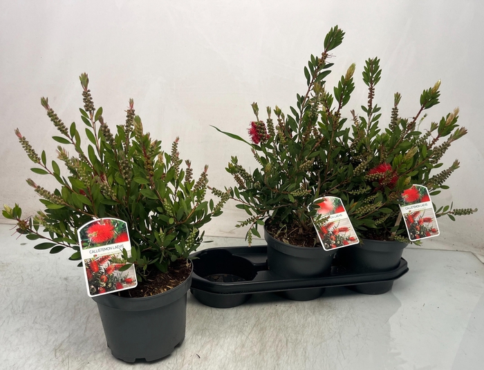 <h4>CALLISTEMON CITRINUS</h4>