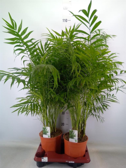 <h4>Chamaedorea elegans</h4>