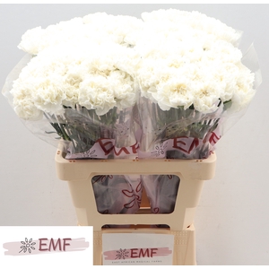 Di St Holly EMF