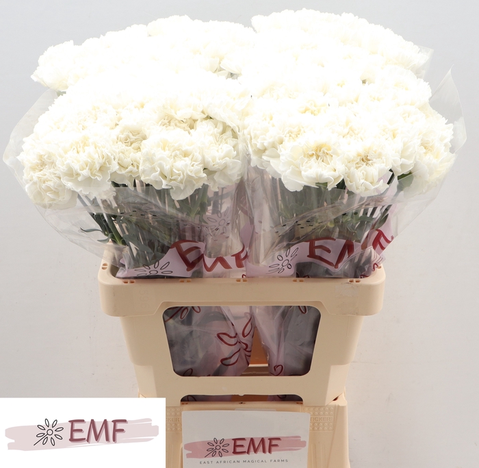 <h4>Di St Holly EMF</h4>