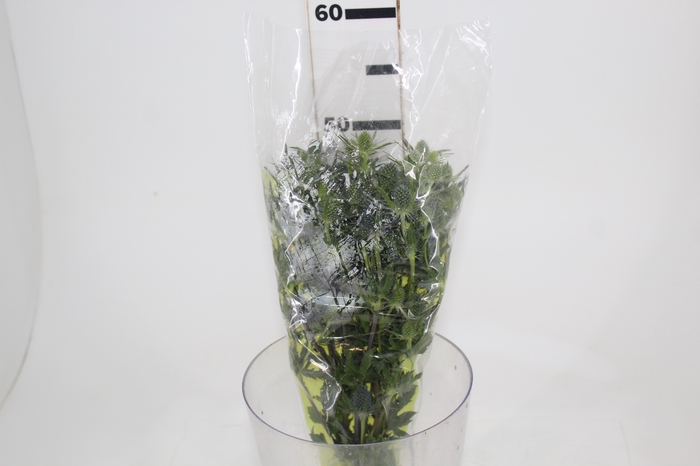 <h4>ERYNGIUM 050 CM</h4>