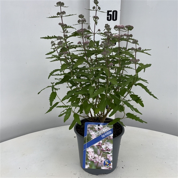 <h4>Caryopteris Pink Perfection ('Lisspin'PBR)</h4>