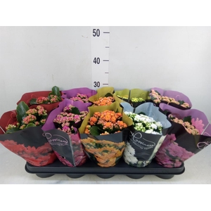 Kalanchoe blos. 'Perfecta'  ..mix 5