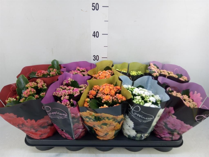 <h4>Kalanchoe blos. 'Perfecta' ..mix 5</h4>