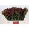 Leucadendron Saf Sunset Dark Red