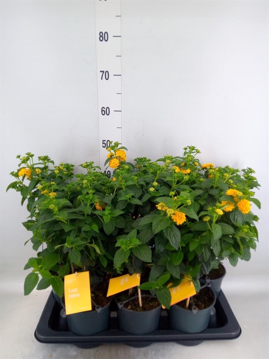 <h4>Lantana camara 'Simon Orange'</h4>