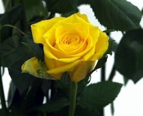 <h4>Rosa large momentum+</h4>