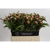 Paeonia Athena