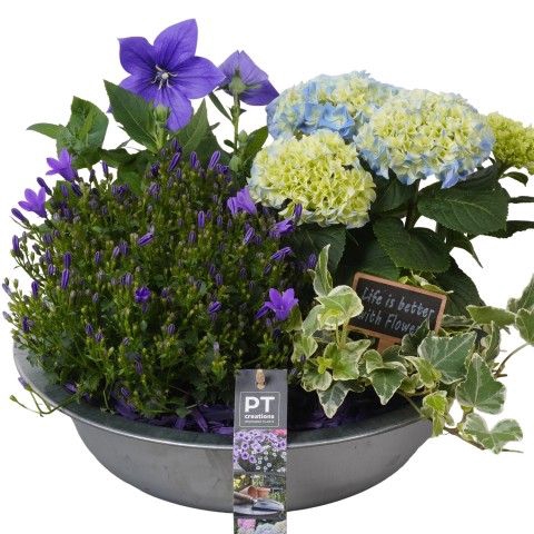 <h4>Opm Pt PTPP2418 Patio Zink Schaal</h4>