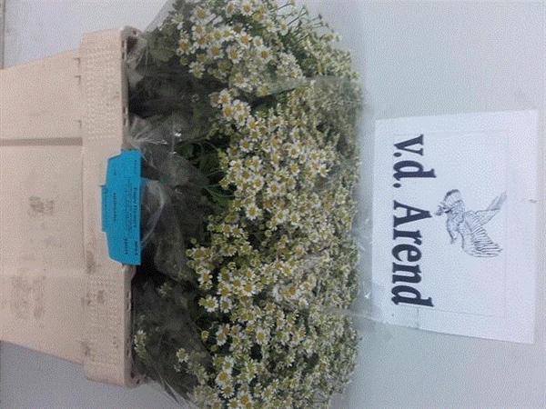 <h4>TANA PA SINGLE VEGMO</h4>