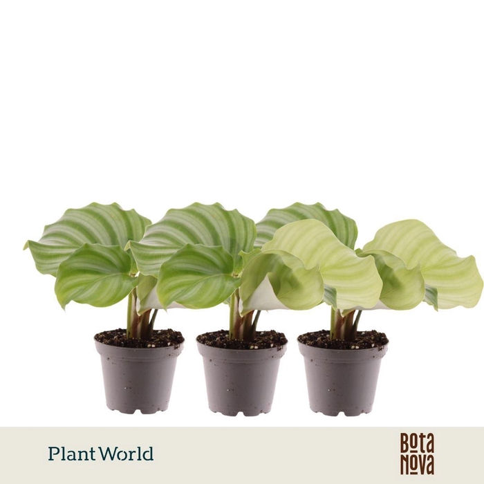 <h4>Calathea orbifolia</h4>
