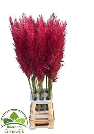 <h4>Corta Selloan Klb Red</h4>