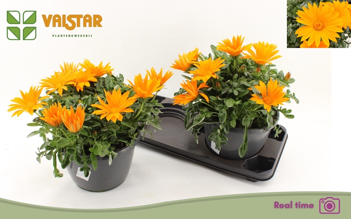 <h4>GAZ R DEEP ORANGE</h4>