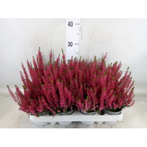 Calluna vulg. 'Beauty L Siska'