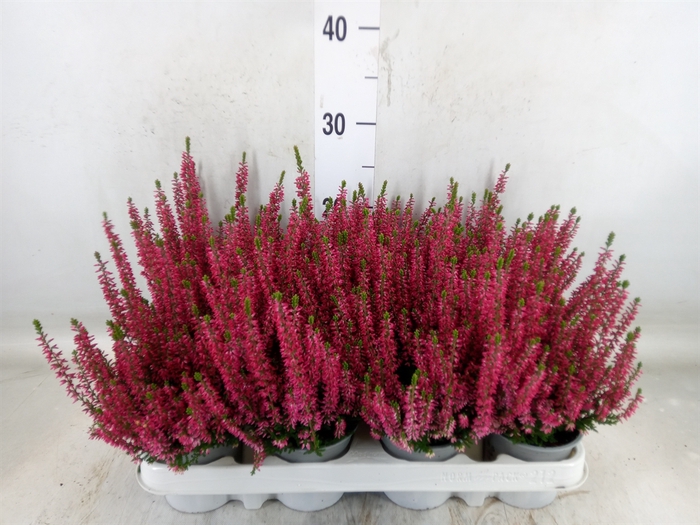 <h4>Calluna vulg. 'Beauty L Siska'</h4>