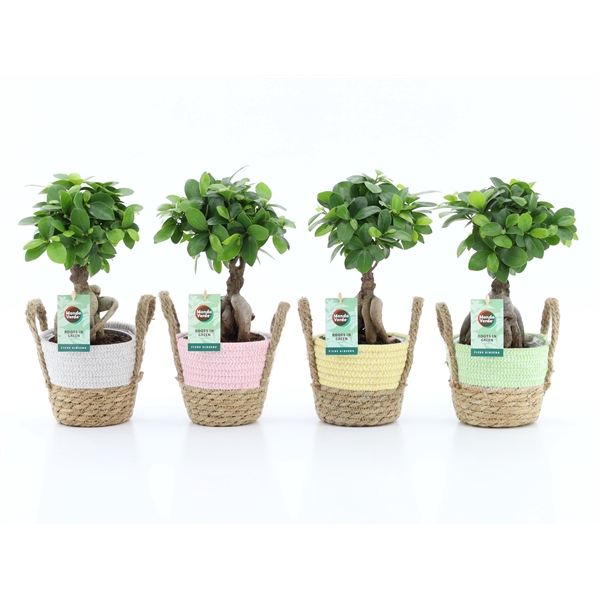 <h4>Ficus micr. Ginseng in Noah Pastel</h4>