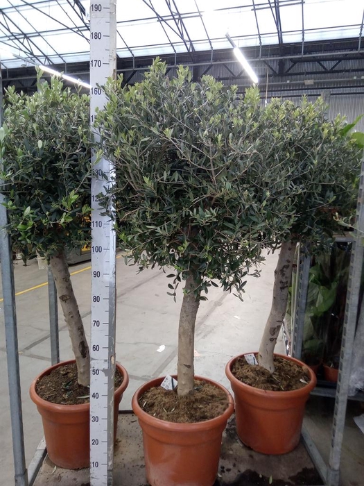 <h4>Olea europaea</h4>