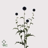 FREILAND ECHINOPS