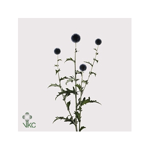 FREILAND ECHINOPS
