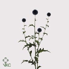 <h4>FREILAND ECHINOPS</h4>